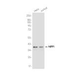 PPP1R8 Recombinant Rabbit Monoclonal Antibody (K01_3K23)