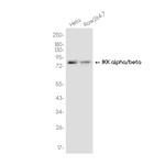 IKK alpha/beta Recombinant Rabbit Monoclonal Antibody (K01_3K24)