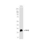 Pirh2 Recombinant Rabbit Monoclonal Antibody (K01_3K28)