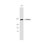 RALGAPA1 Recombinant Rabbit Monoclonal Antibody (K01_3K32)