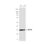 RPLP0 Recombinant Rabbit Monoclonal Antibody (K01_3K33)