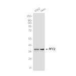 RFC2 Antibody in Western Blot (WB)
