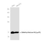 H3K79me2 Antibody in Western Blot (WB)