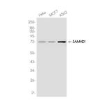 SAMHD1 Antibody in Western Blot (WB)