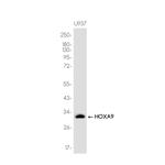 HOXA9 Recombinant Rabbit Monoclonal Antibody (K01_3K42)