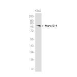 Munc13-4 Recombinant Rabbit Monoclonal Antibody (K01_3K44)