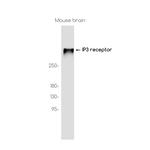 IP3 Receptor 1 Antibody in Western Blot (WB)