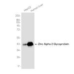 AZGP1 Recombinant Rabbit Monoclonal Antibody (K01_3K50)