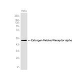 ESRRA Recombinant Rabbit Monoclonal Antibody (K01_3K51)