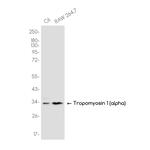 TPM1 Antibody in Western Blot (WB)