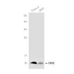 CKS2 Recombinant Rabbit Monoclonal Antibody (K01_3K53)