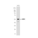 Kir3.1 (KCNJ3) Recombinant Rabbit Monoclonal Antibody (K01_3K54)