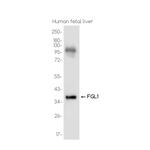 FGL1 Recombinant Rabbit Monoclonal Antibody (K01_3K66)