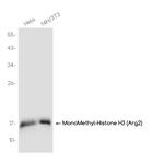 H3R2me1 Recombinant Rabbit Monoclonal Antibody (K01_3K69)