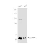 COX5A Recombinant Rabbit Monoclonal Antibody (K01_3K73)