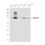 HDAC10 Recombinant Rabbit Monoclonal Antibody (K01_3K80)
