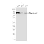 FLII Recombinant Rabbit Monoclonal Antibody (K01_3K84)