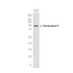 DVL3 Antibody in Western Blot (WB)