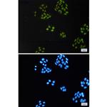 TAF15 Recombinant Rabbit Monoclonal Antibody (K01_3K94)