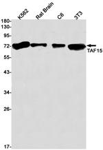 TAF15 Antibody in Western Blot (WB)
