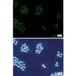 MCM5 Recombinant Rabbit Monoclonal Antibody (K01_3K96)