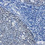 MCM5 Antibody in Immunohistochemistry (Paraffin) (IHC (P))