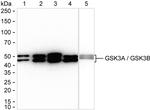 GSK3 alpha/beta Recombinant Rabbit Monoclonal Antibody (K01_3L07)