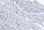 PKA alpha Antibody in Immunohistochemistry (Paraffin) (IHC (P))