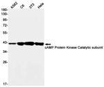 PKA alpha Antibody in Western Blot (WB)