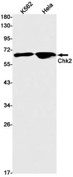 CHK2 Antibody in Western Blot (WB)
