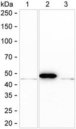 Creatine Kinase BB Antibody in Western Blot (WB)