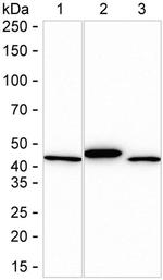 Creatine Kinase BB Antibody in Western Blot (WB)
