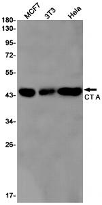 PCYT1A Recombinant Rabbit Monoclonal Antibody (K01_3L26)