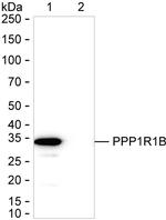 DARPP-32 Antibody in Western Blot (WB)