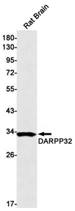 DARPP-32 Antibody in Western Blot (WB)