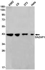 DAZAP1 Recombinant Rabbit Monoclonal Antibody (K01_3L31)