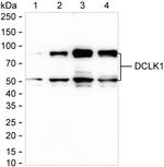 DCLK1 Antibody in Western Blot (WB)