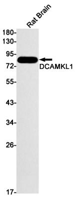 DCLK1 Antibody in Western Blot (WB)