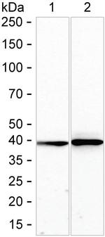 PRMT1 Antibody in Western Blot (WB)