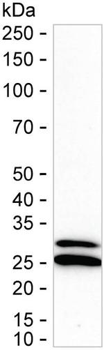 PSMB10 Antibody in Western Blot (WB)
