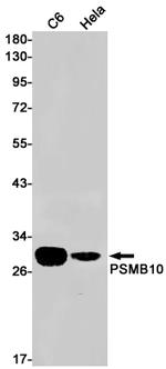 PSMB10 Antibody in Western Blot (WB)