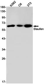Staufen Antibody in Western Blot (WB)
