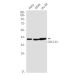 CDC123 Recombinant Rabbit Monoclonal Antibody (K01_3L79)