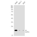 Cofilin Antibody in Western Blot (WB)