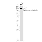 EphB4 Antibody in Western Blot (WB)