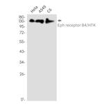 EphB4 Antibody in Western Blot (WB)