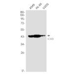 ICAD Recombinant Rabbit Monoclonal Antibody (K01_3L86)