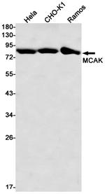 MCAK Antibody in Western Blot (WB)
