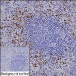 CEACAM8 Recombinant Rabbit Monoclonal Antibody (K03_1J35)