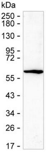 Golgi protein 58k Antibody in Western Blot (WB)